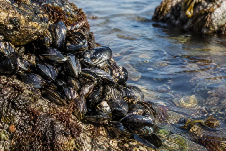 A close view of dark mussel shells attached to wet shoreline rocks beside shallow seawater