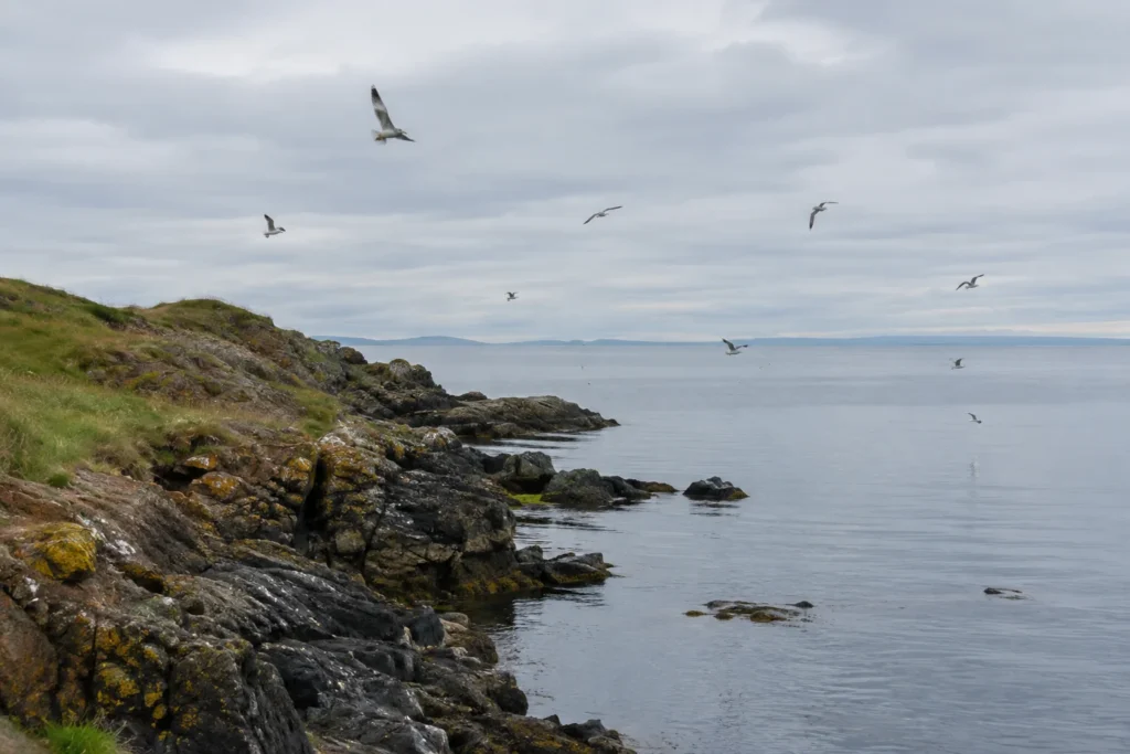 A rocky coastline with seabirds above calm water under an overcast sky
